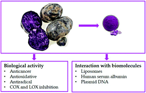 Graphical abstract: Antitumor and antioxidant activities of purple potato ethanolic extract and its interaction with liposomes, albumin and plasmid DNA