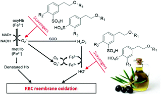 Graphical abstract: Protective effect of olive oil polyphenol phase II sulfate conjugates on erythrocyte oxidative-induced hemolysis