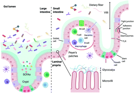 Graphical abstract: Impact of dietary fibers in infant formulas on gut microbiota and the intestinal immune barrier