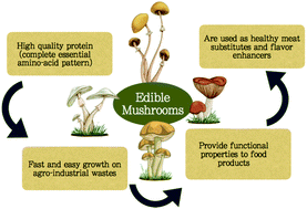 Graphical abstract: Edible mushrooms as a novel protein source for functional foods