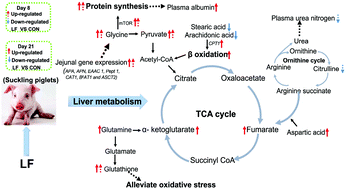 Graphical abstract: Metabolomic profiling reveals the effects of early-life lactoferrin intervention on protein synthesis, energy production and antioxidative capacity in the liver of suckling piglets