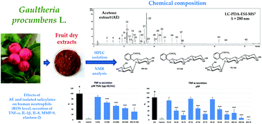 Graphical abstract: Biological and chemical insight into Gaultheria procumbens fruits: a rich source of anti-inflammatory and antioxidant salicylate glycosides and procyanidins for food and functional application