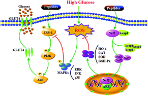 Graphical abstract: Peptides from walnut (Juglans mandshurica Maxim.) protect hepatic HepG2 cells from high glucose-induced insulin resistance and oxidative stress