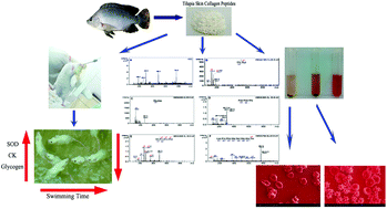 Graphical abstract: Structural characterization, erythrocyte protection, and antifatigue effect of antioxidant collagen peptides from tilapia (Oreochromis nilotica L.) skin