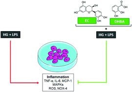 Graphical abstract: (−)-Epicatechin and the colonic metabolite 2,3-dihydroxybenzoic acid protect against high glucose and lipopolysaccharide-induced inflammation in renal proximal tubular cells through NOX-4/p38 signalling