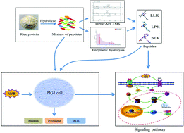 Graphical abstract: Melanogenesis effects of rice protein hydrolysate and its characteristic peptides Leu-Leu-Lys, Leu-Pro-Lys, and pyroGlu-Lys on UVB-induced human epidermal melanocyte cells
