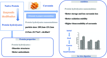 Graphical abstract: Comparison of protein hydrolysates against their native counterparts in terms of structural and antioxidant properties, and when used as emulsifiers for curcumin nanoemulsions