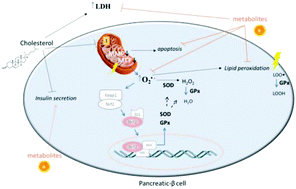 Graphical abstract: Citrus flavanone metabolites protect pancreatic-β cells under oxidative stress induced by cholesterol