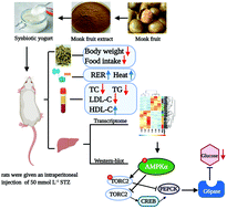 Graphical abstract: Effect of feeding type 2 diabetes mellitus rats with synbiotic yogurt sweetened with monk fruit extract on serum lipid levels and hepatic AMPK (5′ adenosine monophosphate-activated protein kinase) signaling pathway