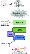 Graphical abstract: Quercetin improves cognitive disorder in aging mice by inhibiting NLRP3 inflammasome activation