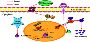 Graphical abstract: Akebia Saponin D suppresses inflammation in chondrocytes via the NRF2/HO-1/NF-κB axis and ameliorates osteoarthritis in mice