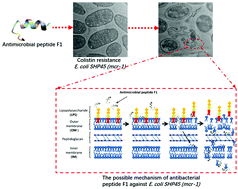 Graphical abstract: Antibacterial action of peptide F1 against colistin resistance E. coli SHP45 (mcr-1)