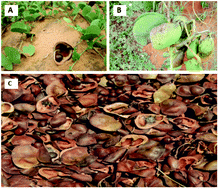 Graphical abstract: Marama bean [Tylosema esculentum (Burch.) A. Schreib.]: an indigenous plant with potential for food, nutrition, and economic sustainability