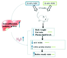 Graphical abstract: A comparison study of the influence of milk protein versus whey protein in high-protein diets on adiposity in rats