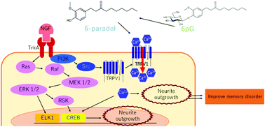 Graphical abstract: 6-Paradol and its glucoside improve memory disorder in mice