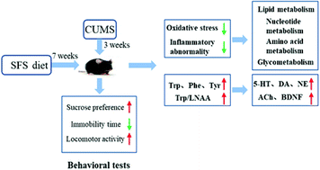 Graphical abstract: Deoiled sunflower seeds ameliorate depression by promoting the production of monoamine neurotransmitters and inhibiting oxidative stress