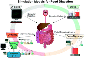 Graphical abstract: Simulating human digestion: developing our knowledge to create healthier and more sustainable foods