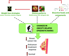Graphical abstract: Potential effects of nutrition-based weight loss therapies in reversing obesity-related breast cancer epigenetic marks
