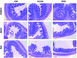 Graphical abstract: Fructooligosaccharides improve growth performance and intestinal epithelium function in weaned pigs exposed to enterotoxigenic Escherichia coli