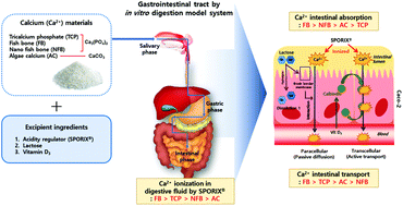 Graphical abstract: Impact of acidity regulator and excipient nutrients on digestive solubility and intestinal transport of calcium from calcium phosphate and carbonate