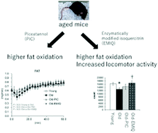 Graphical abstract: Effect of antioxidant supplementation on skeletal muscle and metabolic profile in aging mice