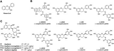 Graphical abstract: Antibacterial green tea catechins from a molecular perspective: mechanisms of action and structure–activity relationships