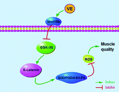 Graphical abstract: Dietary vitamin E regulates the activity of antioxidant enzymes through Wnt10b signaling in the muscle of zebrafish