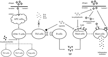 Graphical abstract: The anti-allergic potential of tea: a review of its components, mechanisms and risks