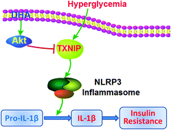 Graphical abstract: High n-3 fatty acids counteract hyperglycemia-induced insulin resistance in fat-1 mice via pre-adipocyte NLRP3 inflammasome inhibition