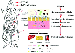 Graphical abstract: Laminaria japonica polysaccharide prevents high-fat-diet-induced insulin resistance in mice via regulating gut microbiota