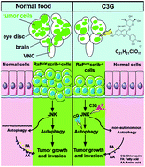 Graphical abstract: Cyanidin-3-O-glucoside represses tumor growth and invasion in vivo by suppressing autophagy via inhibition of the JNK signaling pathways