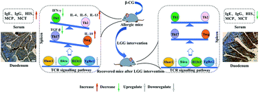 Graphical abstract: Lactobacillus rhamnosus GG alleviates β-conglycinin-induced allergy by regulating the T cell receptor signaling pathway