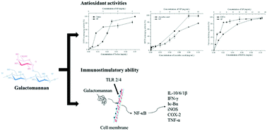 Graphical abstract: An antioxidative galactomannan extracted from Chinese Sesbania cannabina enhances immune activation of macrophage cells