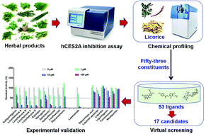 Graphical abstract: Discovery of hCES2A inhibitors from Glycyrrhiza inflata via combination of docking-based virtual screening and fluorescence-based inhibition assays
