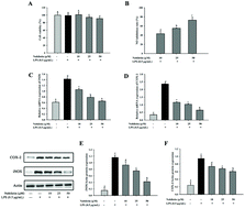 Graphical abstract: Citrus peel flavonoid nobiletin alleviates lipopolysaccharide-induced inflammation by activating IL-6/STAT3/FOXO3a-mediated autophagy