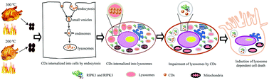 Graphical abstract: Carbon dots from roasted chicken accumulate in lysosomes and induce lysosome-dependent cell death