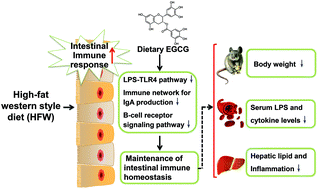 Graphical abstract: Green tea polyphenol epigallocatechin-3-gallate alleviates nonalcoholic fatty liver disease and ameliorates intestinal immunity in mice fed a high-fat diet