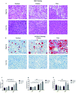 Graphical abstract: Gut inflammation exacerbates hepatic injury in C57BL/6J mice via gut-vascular barrier dysfunction with high-fat-incorporated meat protein diets