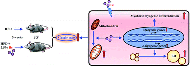 Graphical abstract: Isoleucine increases muscle mass through promoting myogenesis and intramyocellular fat deposition