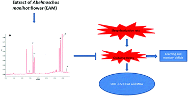 Graphical abstract: Hydroalcoholic extract from Abelmoschus manihot (Linn.) Medicus flower reverses sleep deprivation-evoked learning and memory deficit