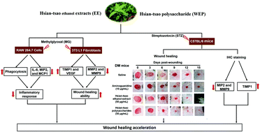 Graphical abstract: Effects of Hsian-tsao (Mesona procumbens Hemsl.) extracts and its polysaccharides on the promotion of wound healing under diabetes-like conditions
