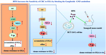 Graphical abstract: Polyphenol from millet bran increases the sensitivity of colorectal cancer cells to oxaliplatin by blocking the ganglioside GM3 catabolism