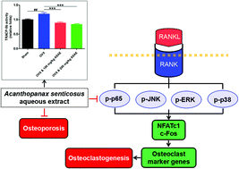 Graphical abstract: Acanthopanax senticosus aqueous extract ameliorates ovariectomy-induced bone loss in middle-aged mice by inhibiting the receptor activator of nuclear factor-κB ligand-induced osteoclastogenesis