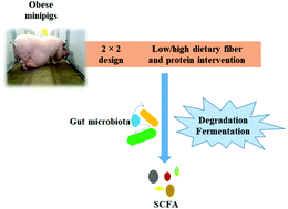 Graphical abstract: Effects of dietary fibre and protein content on intestinal fibre degradation, short-chain fatty acid and microbiota composition in a high-fat fructose-rich diet induced obese Göttingen Minipig model