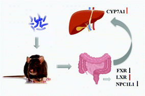 Graphical abstract: Probiotics improved hyperlipidemia in mice induced by a high cholesterol diet via downregulating FXR
