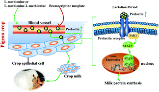 Graphical abstract: Methionine promotes crop milk protein synthesis through the JAK2-STAT5 signaling during lactation of domestic pigeons (Columba livia)