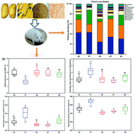 Graphical abstract: Staple food and health: a comparative study of physiology and gut microbiota of mice fed with potato and traditional staple foods (corn, wheat and rice)