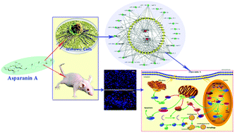 Graphical abstract: Multi-omics reveals the anticancer mechanism of asparagus saponin-asparanin A on endometrial cancer Ishikawa cells