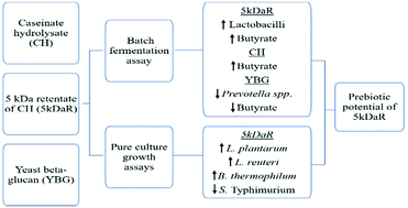 Graphical abstract: Evaluation of the in vitro effects of the increasing inclusion levels of yeast β-glucan, a casein hydrolysate and its 5 kDa retentate on selected bacterial populations and strains commonly found in the gastrointestinal tract of pigs