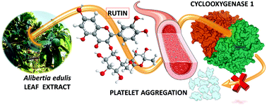 Graphical abstract: Rutin present in Alibertia edulis extract acts on human platelet aggregation through inhibition of cyclooxygenase/thromboxane